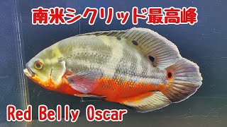 南米の紅い大型魚！レッドベリーオスカー！魅力的でパワー溢れる魚