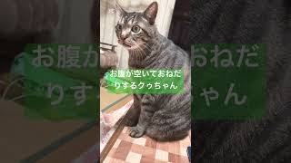 お腹が空いておねだりする猫  #shorts  #キジトラ猫   #cat