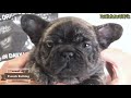 ☆フレンチブルドッグ☆子犬☆ーブサカワ専門犬舎ーbulldon s