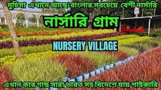 Nursery || সবচেয়ে সস্তায় সব রকম ফুল ও ফলের গাছ || বাংলার সবচেয়ে বেশী নার্সারি আছে এই গ্রামে