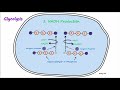 Metabolism - Part 2 - Glycolysis and Lactic Acid Fermentation