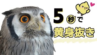 ヒヨコの黄身抜きを５秒で完了する技を授けよう【フクロウのエサの捌き方】