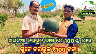 how to watermelon farming । ଖରାଟିଆ ତରଭୁଜ ଚାଷ । ଗୋଟେ ତରଭୁଜ 100 ଟଙ୍କା ।  E-Farming Odisha #viralvideo