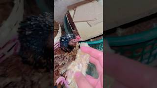 Fazeela Start Hatched🐣Desi Kurak Murgi brooding cycle 151#hen #shorts #youtube #youtubeshorts #pets