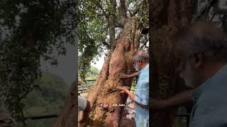 എത്ര മനോഹരമാണ് ഓരോ ആചാരങ്ങളും 🙏🥰തൃപ്പാറ മഹാദേവൻ്റെ കൂവളമരത്തിൻ്റെ വൃക്ഷചികിത്സ ചടങ്ങും, വൃക്ഷ പൂജയും