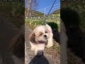 河津桜が咲いた！毎年、、一瞬一瞬を最高な犬生にって思うよ！ シーズー shihtzu 犬 河津桜