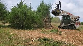 Forestry Mulching a Grove of Eastern Red Cedar with the Bobcat T86