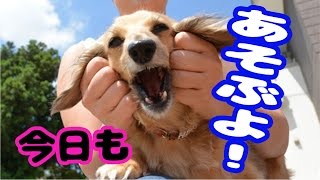 【かわいい犬動画】 今日も遊ぶよ！なでてよ！ [cute dog videos] 2016.05.13