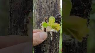 Fruit trees such as peaches and apricots can bear fruit in the second year through grafting#grafting