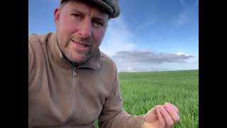 Under sowing our crops with white clover