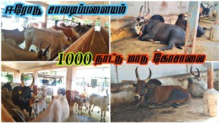 ஈரோடு சாவடிபாளையம் 1000 நாட்டு மாடு கோசாலை | Erode shavadipalayam nattu madu goshalai | Tamilmanavan