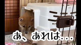 【柴犬子犬のおもしろ動画】恐怖の掃除機！逃げられるか！？