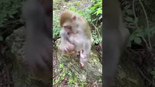 Cute and Funny Monkey - Videos Compilation | Happy Monkey  😂🤣#shorts#trending#youtubeshorts#ytshorts