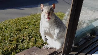 This is one funny squirrel