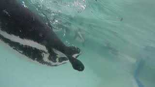 フンボルトペンギン給餌 Humboldt Penguin