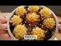 【多肉植物】カットしてどんどん増やそう！増やしやすいおすすめ多肉マジックジャムゴールド🌱✨