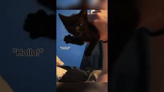 Cats can speak English #shorts #youtubeshorts #animals #pets #cute #cat