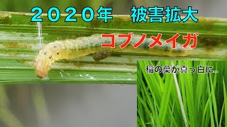 【病害虫解説】稲のコブノメイガ