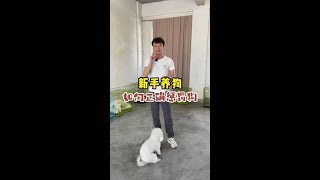 新手小白，都在纠结狗狗犯错到底能不能打？打了狗狗，为什么它还是不改？我也说NO，可它不听。今天我就教你怎么打狗。NO应该怎么说，狗才当一回事儿。#养狗经验分享 #狗狗 #训犬 #养狗人 #新手养狗20