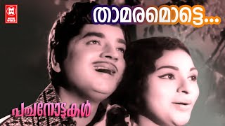 താമരമൊട്ടെ... | Pachanottukal Malayalam Movie Song | K. J. Yesudas Song | Prem Nazir