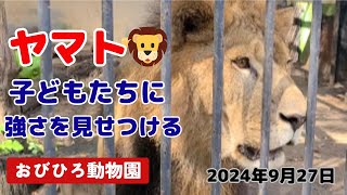 【おびひろ動物園】ライオンヤマト🦁子どもたちに戸惑いながら咆哮する