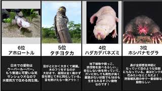 【閲覧注意】キモカワ動物TOP10