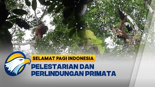 Peringatan Hari Primata Indonesia, Pelestarian dan Perlindungan Satwa - [Selamat Pagi Indonesia]