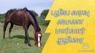 மைனா குதிரை - புதுவரவு #Marwari#Horse#Not_for_Sale #Horse_Riding_School#Horse_Training #Horsemanship