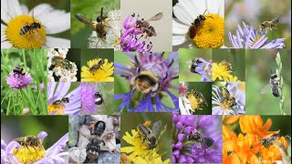 Native Bees of Washington - OLLI Lecture