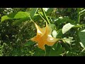 the charm of the august garden .Вlooming brugmansia Чарівність серпневого саду. Квітує бругмансія.