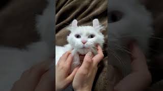 If you give facial massage to cat... #shorts #facialmassage #americancurl