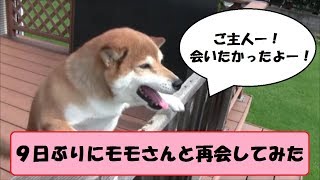 ９日ぶりにご主人と再会した柴犬の感情が大爆発