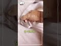 물고 뜯고 맛보고 고양이 cat kpop