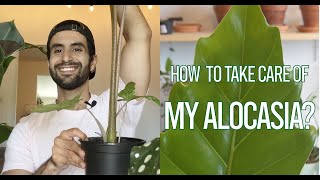 How to take care of my plant Alocasia (elephant's ear)?