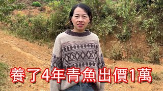 【石頭記事】1條養了4年的青魚，小鄧今天估算了一下，應該可以賣到一萬元