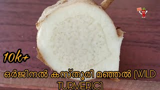 ഒറിജിനൽ കസ്തൂരി മഞ്ഞൾ / Original Wild Turmeric/ Original Kasturi Manjal( Ep : 104)