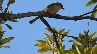 百舌鳥　雌　二子玉川公園 百舌鳥　モズ　追いかける 2021年1月29日