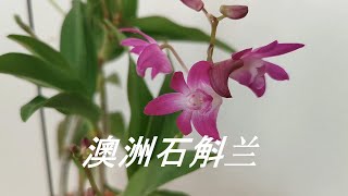 orchid兰花200.澳洲石斛兰从种植到开花只需要4多月，你信吗？