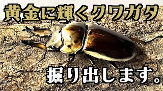 ババオウゴンオニクワガタが成虫になったので掘り出す！【亜雄晴のクワカブ飼育記】