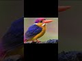 The Oriental dwarf kingfisher is both the most colorful and the smallest of all kingfishers, #viral