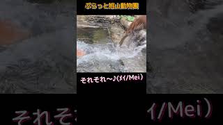 最後にズキュン💘おちゃめなトラメイ #旭山動物園 #トラ #shorts#zoo#tiger#animals