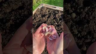 Planting \u0026 Growing Our First Hard Neck Garlic Variety – Eden Rose