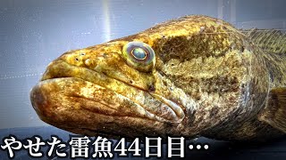 雷がヤバイ…やせたライギョ44日目