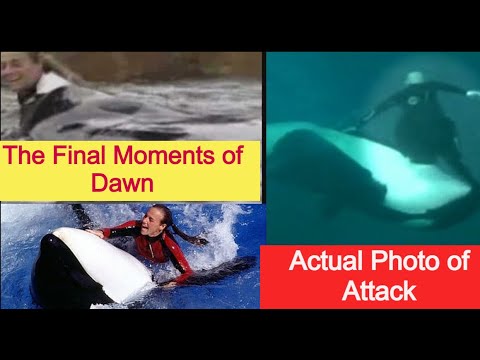 The Terrifying Killer Whale - Tilikum’s Final Victim Dawn - YouTube