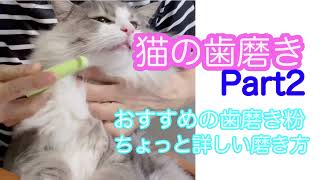 猫の歯磨き・オススメ歯磨き粉＆ちょっと詳しい磨き方