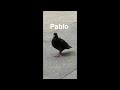 pablo meme pigeon