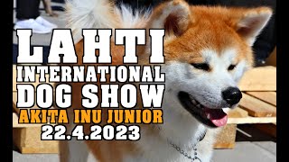 Lahti International Dog Show | Akita Inu junior | 2023