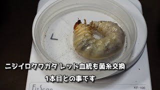 【ニジイロクワガタ】レッド血統の幼虫の１本目菌糸ビン交換です！意外と大きくなっているとのことです【ぴぴんap】