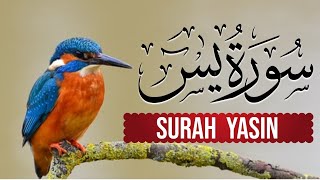 Surah Yaseen!! (Yasin) Surah Yasin full HD !! Yasin tilawat!! Quran Majid!! Yaseen full!!