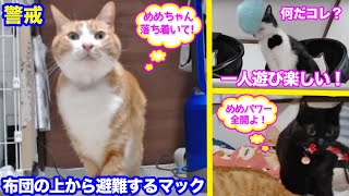 ＜2匹の猫通信＞「ほっこりライブ」めめちゃんパワーにドン引き警戒するマック！ハッチは一人で楽しそう 2020 02 16- Cat Live Stream in Japan - Cat Life TV